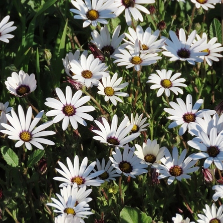 Dimorphotheca Pluvialis (Calendula Decurrens) - Ox-eye Daisy ...