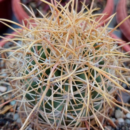 Ferocactus johnstonianus - 10 Seed Pack