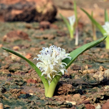 Lachenalia argillicola - Pan Viooltjie - 5 Seed Pack
