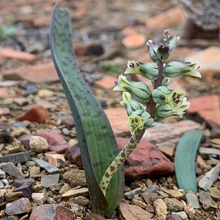 Lachenalia aurioliae - Nipple Viooltjie - 5 Seed Pack