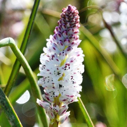 Lachenalia bachmannii (Lachenalia brevipes) - Vernal Pool Viooltjie - 5 Seed Pack