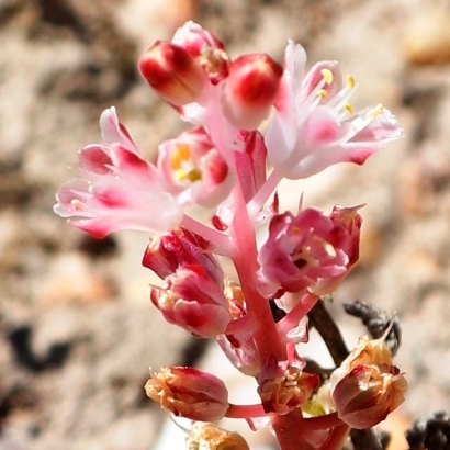 Lachenalia barbarae - 5 Seed Pack