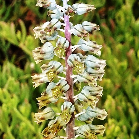 Lachenalia bolusii - Drought Viooltjie - 5 Seed Pack