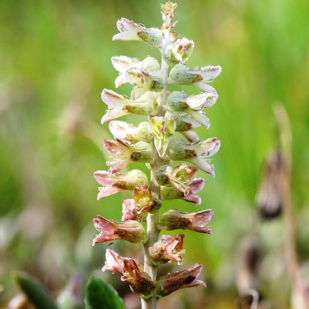 Lachenalia bowkeri (Lachenalia subspicata) - 5 Seed Pack
