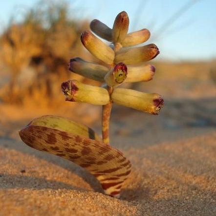 Lachenalia buchubergensis - Buchuberg Viooltjie - 5 Seed Pack