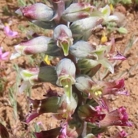 Lachenalia canaliculata - Groovy Viooltjie - 5 Seed Pack