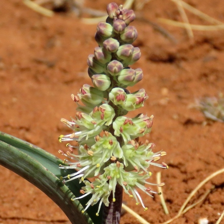 Lachenalia glaucophylla - 5 Seed Pack
