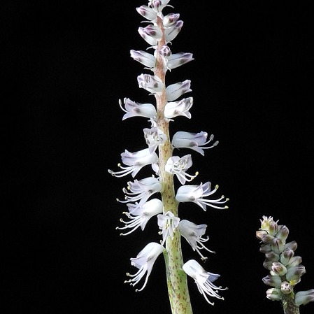 Lachenalia leipoldtii - 5 Seed Pack - Image 2
