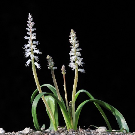 Lachenalia leipoldtii - 5 Seed Pack