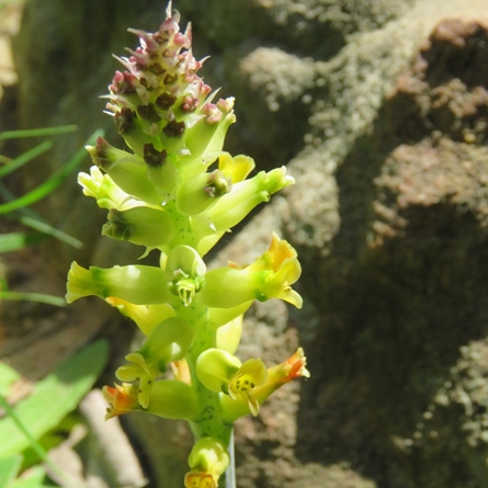 Lachenalia lutea - Clay Viooltjie - 5 Seed Pack