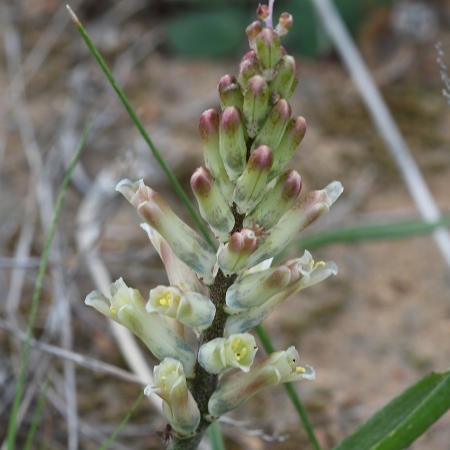 Lachenalia marginata subsp. neglecta - 5 Seed Pack