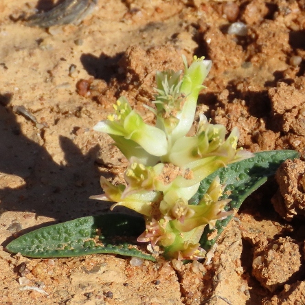 Lachenalia minima - Kners Viooltjie - 5 Seed Pack