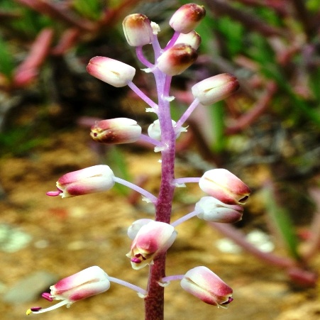 Lachenalia moniliformis - Breede Viooltjie - 5 Seed Pack