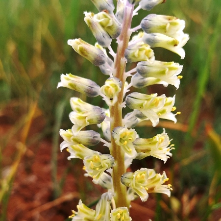 Lachenalia neilii - Toddler Viooltjie - 5 Seed Pack