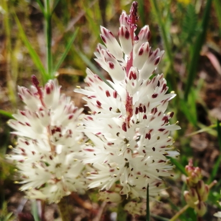 Lachenalia orthopetala (Lachenalia ustulata) - Straight Viooltjie - 5 Seed Pack