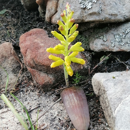 Lachenalia patentissima - Yellow Spreading Viooltjie - 5 Seed Pack