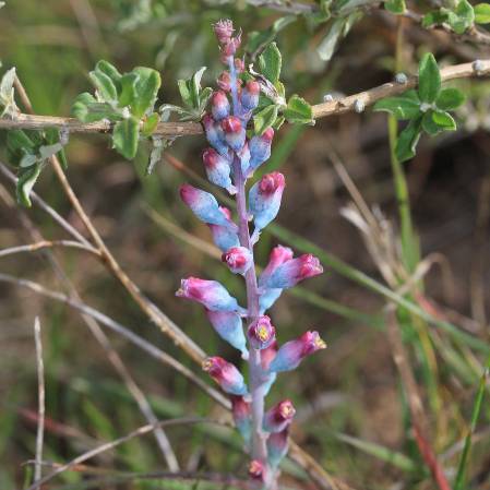 Lachenalia perryae - 5 Seed Pack