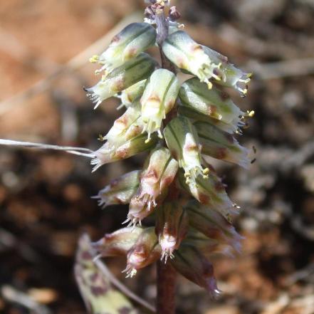 Lachenalia schelpei - 5 Seed Pack