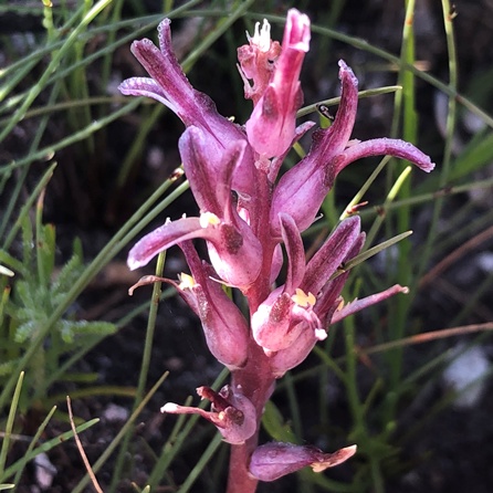 Lachenalia sessiliflora (Lachenalia muirii) - Limestone Viooltjie - 5 Seed Pack