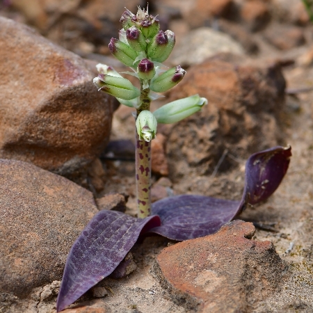 Lachenalia vanzyliae (Lachenalia aloides var. vanzyliae) - Milk Viooltjie - 5 Seed Pack