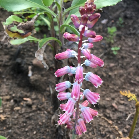 Lachenalia youngii - Tsitsikamma Viooltjie - 5 Seed Pack
