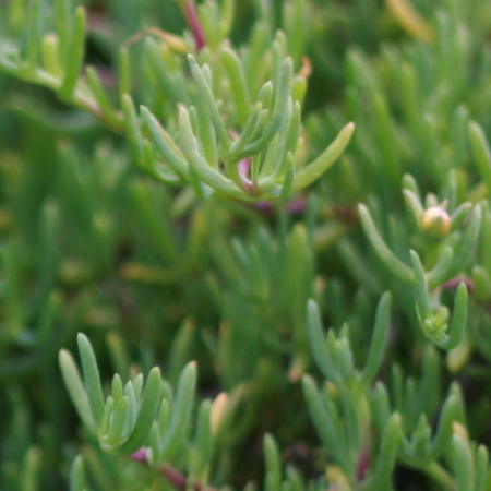 Malephora luteola (Crocanthus luteolus) - Yellow Ice Plant - 10 Seed Pack - Image 2