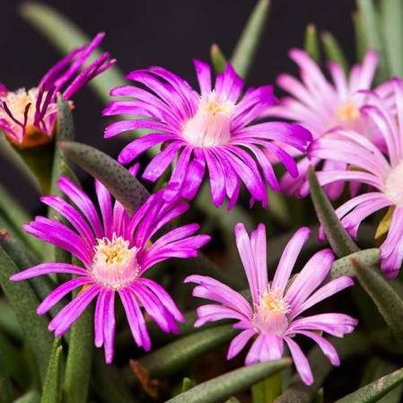 Marlothistella uniondalensis - 5 Seed Pack