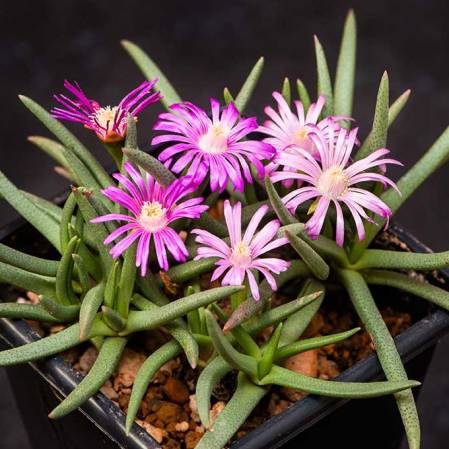 Marlothistella uniondalensis - 5 Seed Pack - Image 2