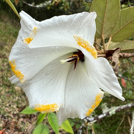 Melhania ebenus (Trochetiopsis ebenus) - Saint Helena Ebony - 5 Seed Pack
