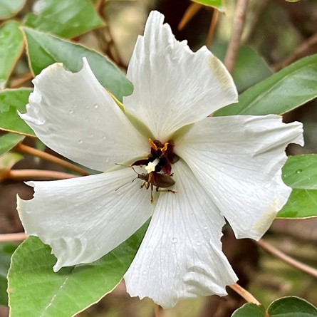 Melhania ebenus (Trochetiopsis ebenus) - Saint Helena Ebony - 5 Seed Pack - Image 2