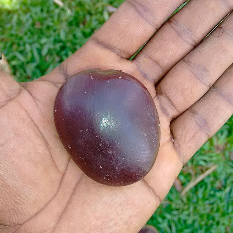 Entada rheedii - African Dream Bean; Reuseseeboontjie - 170 Seeds