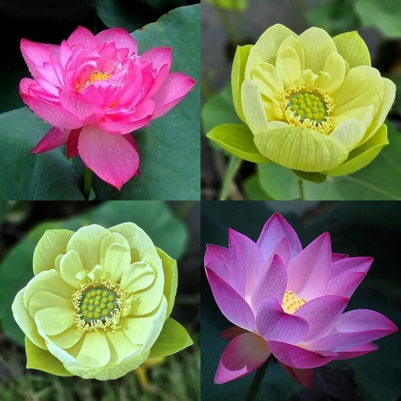 Nelumbo nucifera - Sacred Lotus - Mixed Pink & Green - 5 Seed Pack