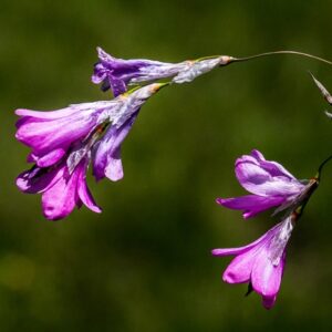 Dierama ambiguum - 5 Seed Pack