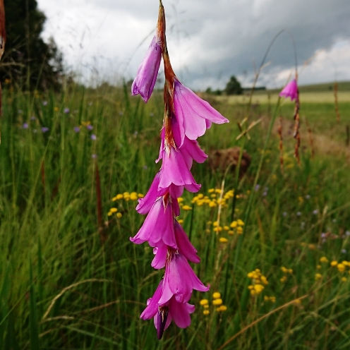 Dierama formosum - 5 Seed Pack