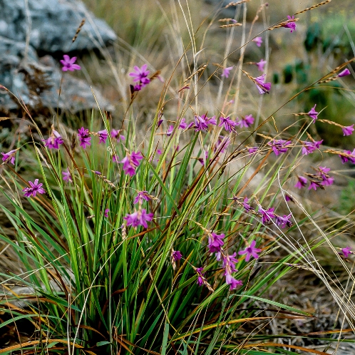 Dierama gracile - 5 Seed Pack