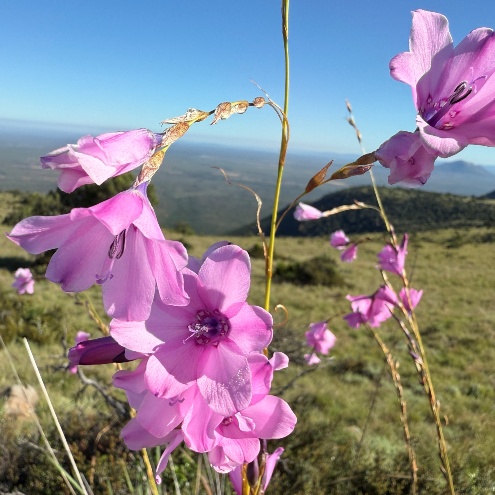 Dierama grandiflorum - 5 Seed Pack