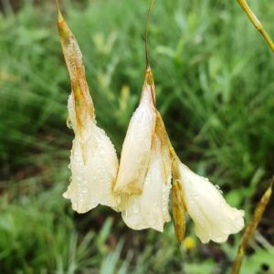 Dierama luteoalbidum - 5 Seed Pack