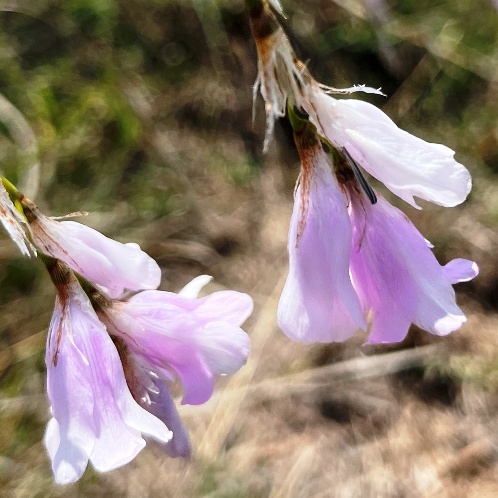 Dierama nixonianum - 5 Seed Pack