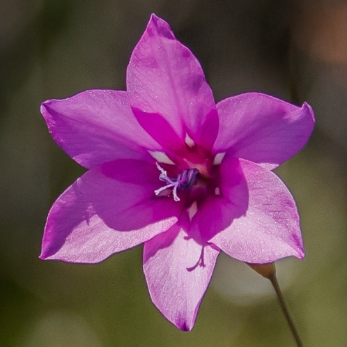 Dierama pauciflorum - Few-flowered Wandflower - 5 Seed Pack