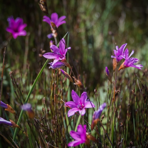 Dierama pauciflorum - Few-flowered Wandflower - 5 Seed Pack - Image 2