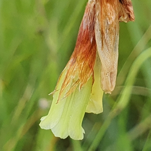 Dierama pumilum - 5 Seed Pack