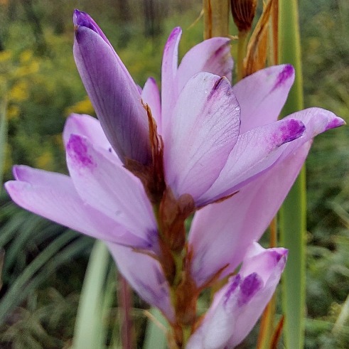 Dierama tyrium - 5 Seed Pack