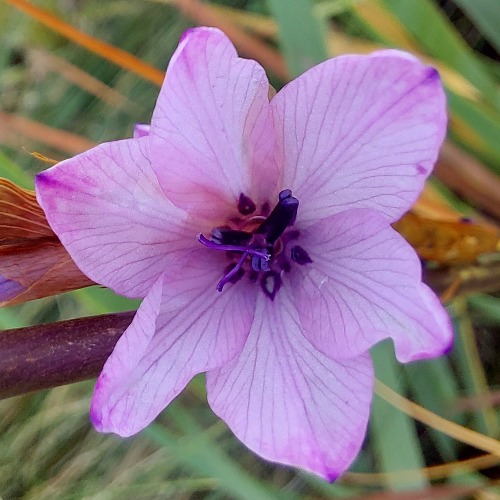 Dierama tyrium - 5 Seed Pack - Image 2