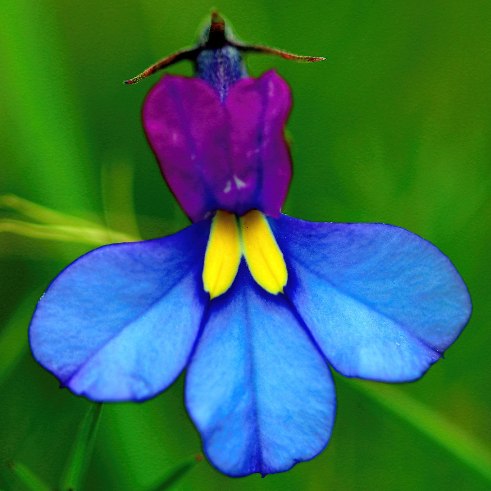 Monopsis decipiens (Lobelia decipiens) - Brother Oneye, Butterfly Monopsis; Skoenlapperplant - 5 Seed Pack