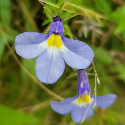 Monopsis kowynensis - Longtom Oneye - 5 Seed Pack - Image 2