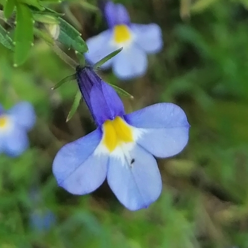 Monopsis kowynensis - Longtom Oneye - 5 Seed Pack - Image 3