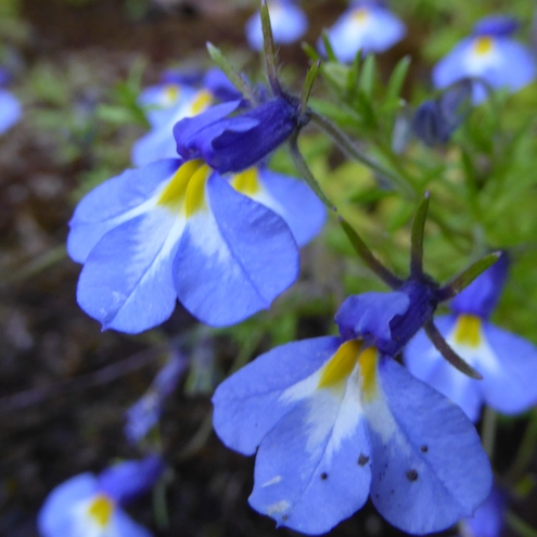 Monopsis kowynensis - Longtom Oneye - 5 Seed Pack
