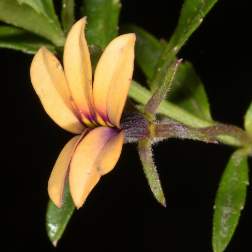 Monopsis stellarioides ssp. schimperiana (Lobelia violaceoaurantiaca) - 5 Seed Pack - Image 2