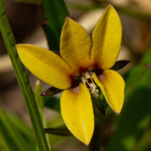 Monopsis stellarioides ssp. schimperiana (Lobelia violaceoaurantiaca) - 5 Seed Pack