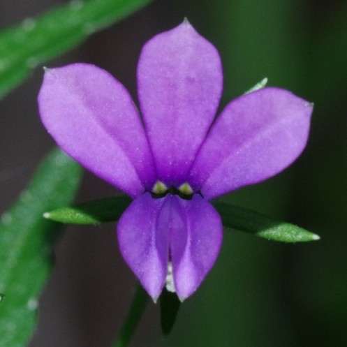 Monopsis stellarioides - Star Oneye, Sticky-Leaved Monopsis - 5 Seed Pack - Image 2